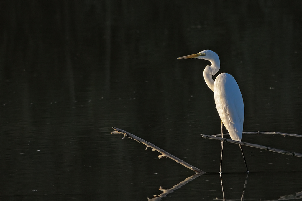 Garzetta Egretta garzetta